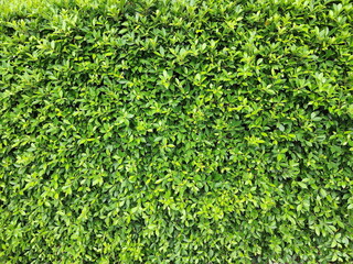 Obraz premium Green background of Banyan Tree Scientific name : Ficus annulata planted longitudinally as a fence or wall. It is a medium-sized perennial plant that can trap dust and air pollution. 