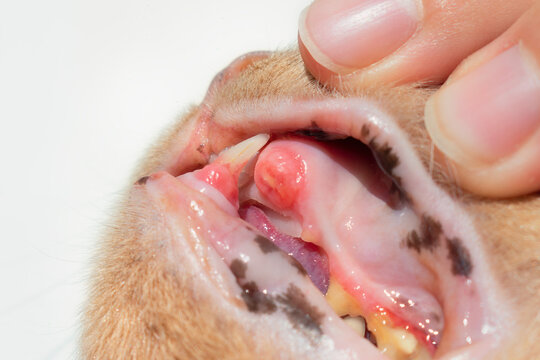 Cat with swollen an inflamed gums. Resorption of teeth in felines and gingivitis concept. Painful mouth and dental erosion. Cat with broken canine tooth with root still in place. Cat with no teeth.