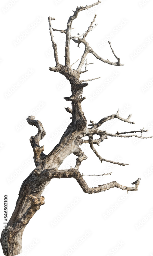 Poster isolated png cutout of a dead tree on a transparent background