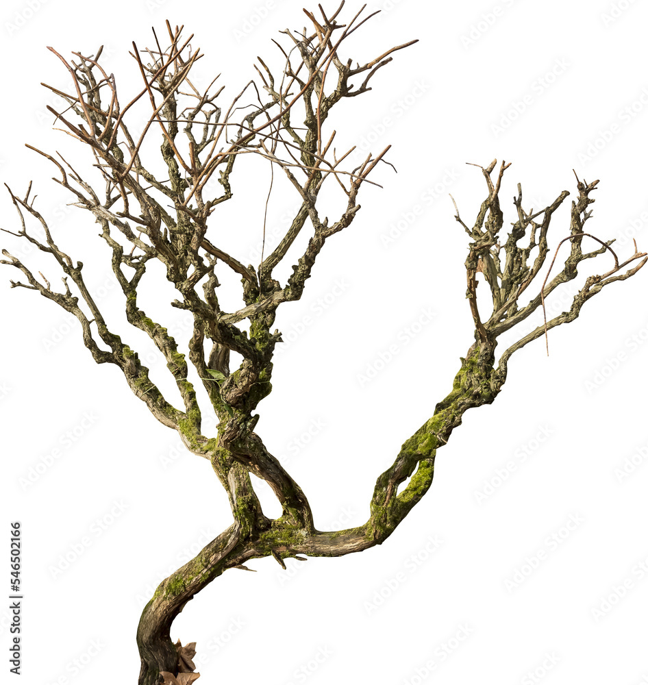 Aufkleber isolated png cutout of a dead tree on a transparent background