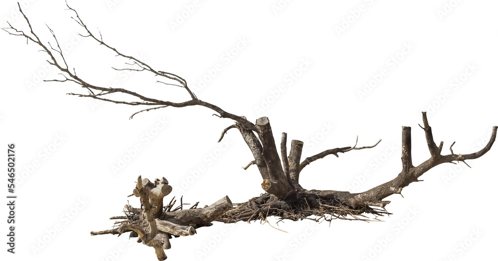 Poster isolated png cutout of a dead tree on a transparent background