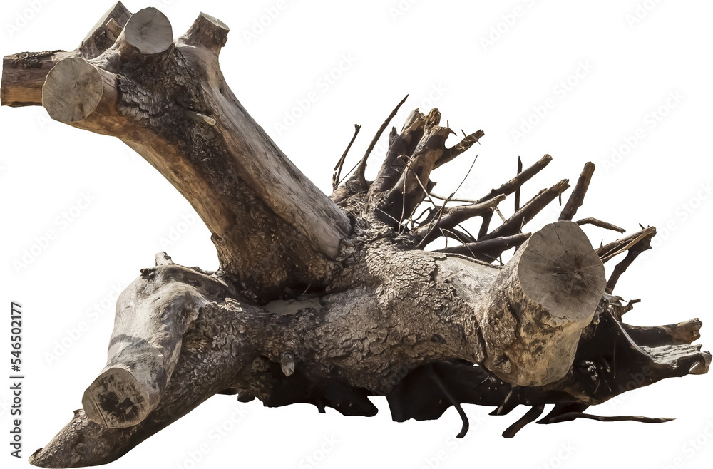 Aufkleber isolated png cutout of a dead tree on a transparent background