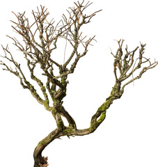 Isolated PNG cutout of a dead tree on a transparent background