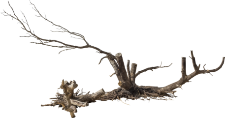 Isolated PNG cutout of a dead tree on a transparent background
