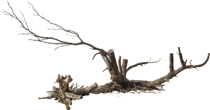 Isolated PNG cutout of a dead tree on a transparent background