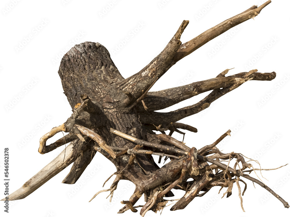 Aufkleber isolated png cutout of a dead tree on a transparent background