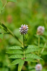 Liquorice pink flowers