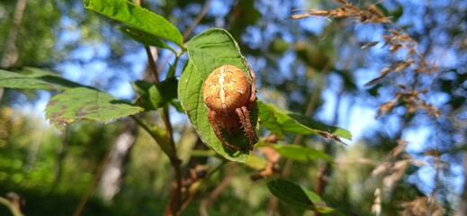 spider in the garden, on a shrub leaf