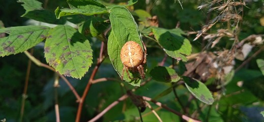 spider in the garden, on a shrub leaf
