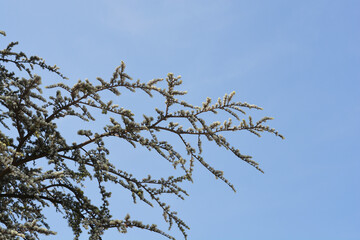 Blue atlas cedar branches