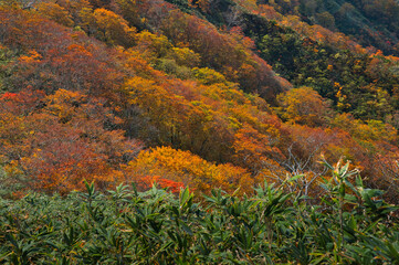 秋の山