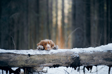 dog in a snowy forest. Pet in the winter nature. Nova Scotia Duck Retriever
