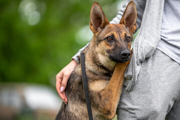 friendship a mongrel dog hugs a woman in a gray tracksuit