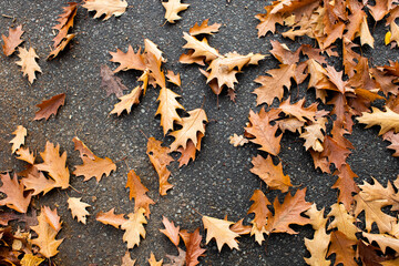 autumn leaves background