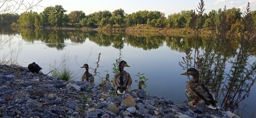 ducks on the shore