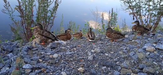 ducks on the shore