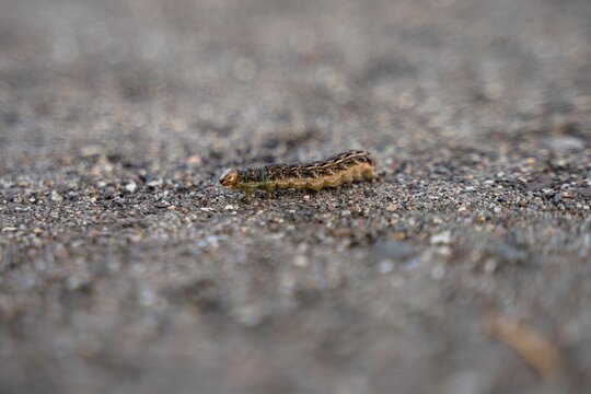 Macro shot of a tiny tree caterpillar crawling on the ground on an isolated background