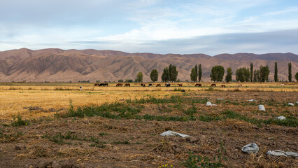 Horses and cows in a pasture against the backdrop of mountains, morning in the steppe of Kyrgyzstan