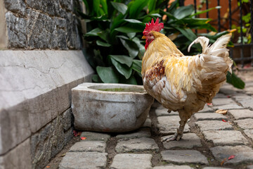 White and brown rooster in the church courtyard. Rooster near the stone drinker. © Sergey Lorgus