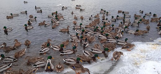 a lot of ducks on the snowy shore