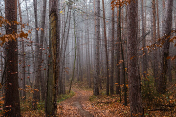 misty autumn forest in the morning