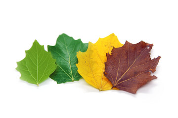 Four season leaves in different color, ages of tree leaves. Top view isolated object on white background. 