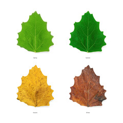 Four season leaves in different color, ages of tree leaves. Top view isolated object on white background. 