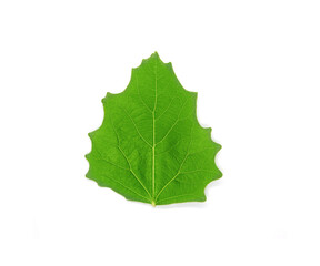 Spring season tree leaf. Top view isolated object on white background. 