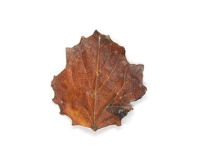 Winter season tree leaf. Top view isolated object on white background. 