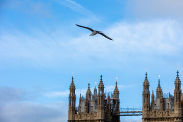 Bird flying in front of the Palace of Westminster and the Big Ben in London, England on a clear...