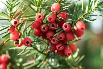 Close-up of the red berries of the evergreen yew tree. Taxus baccata