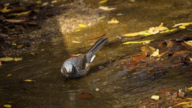 Eurasian Brown-eared Bulbul (Hypsipetes amaurotis) Drinking Water from Puddle and Washing Body Flapping Wings, Bird Bathing In Puddle in Slow motion