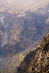 a isolated larch with yellow needles on the rocks in the alps the hohe tauern national park in austria at a autumn day