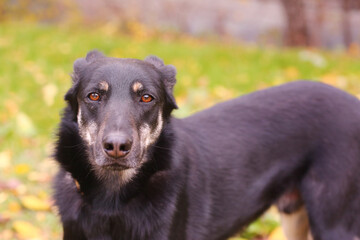 black dog full closeup on green grass background
