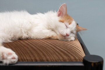 white cat sleeping on a soft chair.