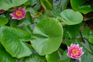 beautiful flowers in the summer