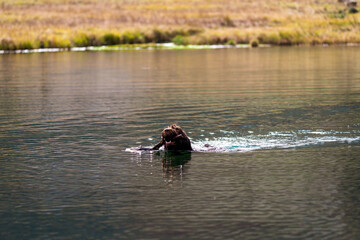a swimming hunting dog, a pudelpointer, in a mountain lake on a autumn day