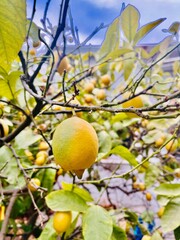 orange tree with fruits