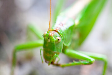 Heuschrecke 