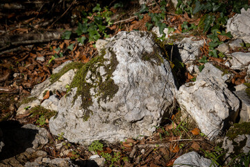 pierre avec de la mousse dessus en forêt
