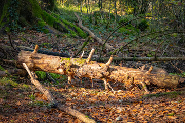 tronc d'arbre couché sur le sol en forêt