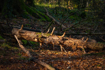tronc d'arbre couché sur le sol en forêt