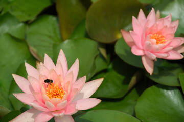 beautiful flowers in summer