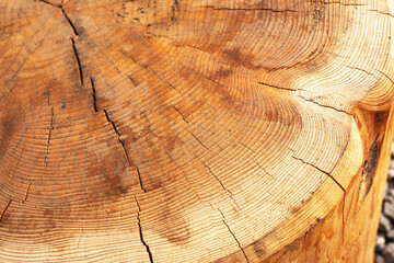 Naklejka premium Cross section of a cut log.Wood structure.