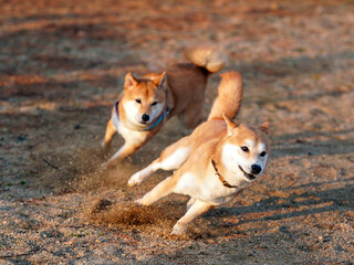 Two shiba inu dogs playing chase