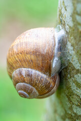 Weinbergschnecke auf Baum