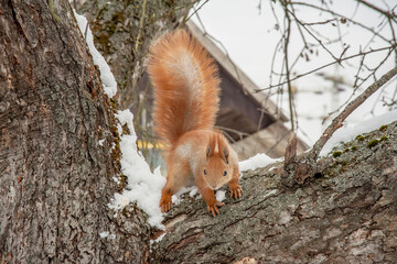 Fluffy squirrel jumps on winter trees.