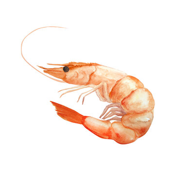 Watercolor illustration of shrimp isolated on white background