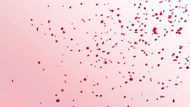 Red Rose Petals Falling on Pastel Background. 3D rendering. This work is rose petal fall on pastel background in a 60 fp.