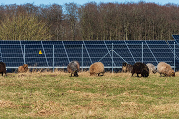 Photovoltaikanlage zur Stromerzeugung am Rande einer Autobahn, Schafe auf einer Wiese